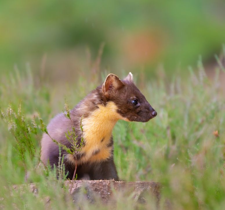 A pine marten stands on a tree stump amongst grass and heather