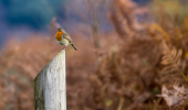 Close up of robin perched on top of a wooden sign post marked with a blue band.
