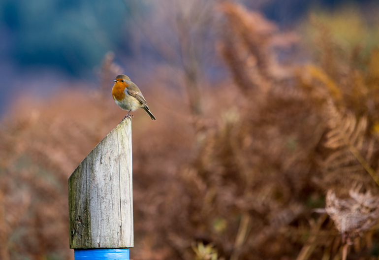 Close up of robin perched on top of a wooden sign post marked with a blue band.