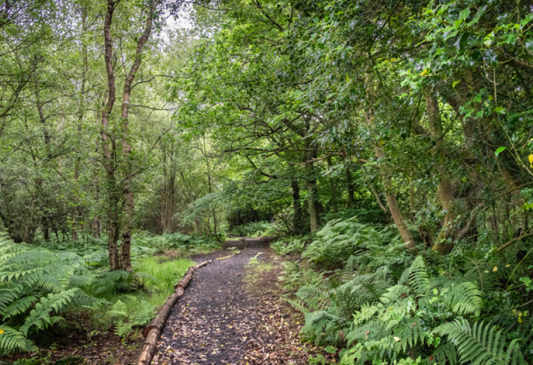  A mud path with logs runs through a fern mixed woodland