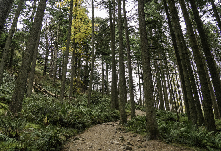 A gravel path in a conifer forest