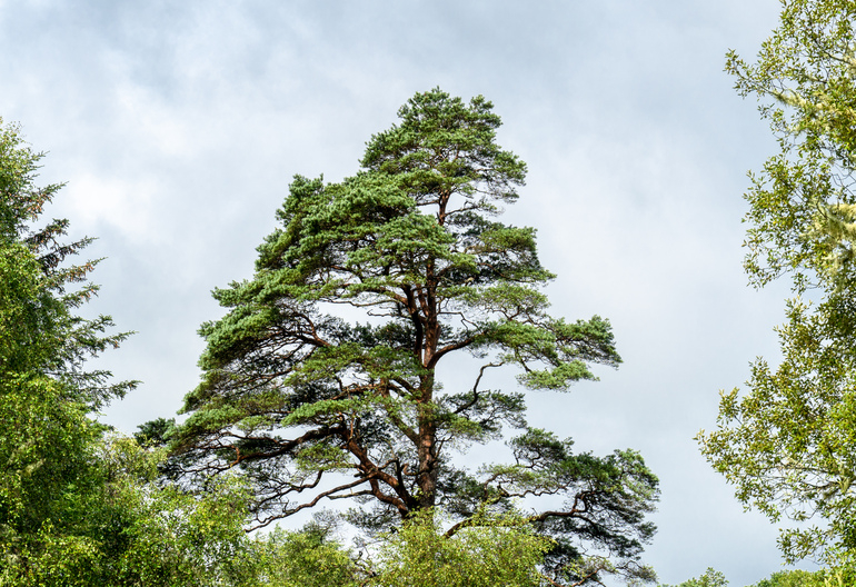 Scots pine canopy