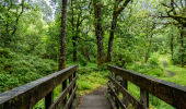 Wooden bridge through a forest
