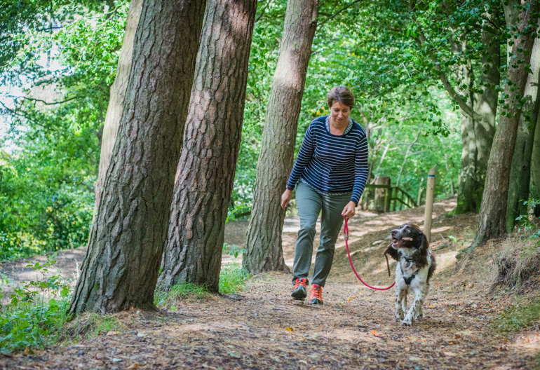 Woman in blue top walks uphill under trees with dog on lead, Caberston Forest