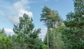 Scots pine trees in a forest