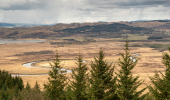 Views of marsh over pine trees