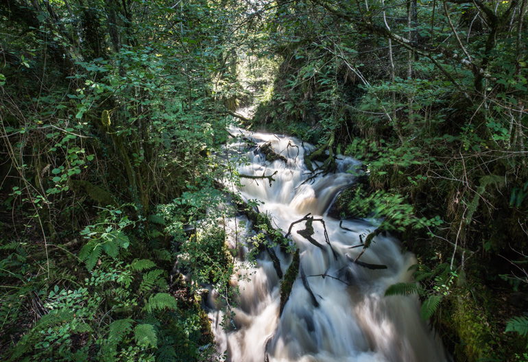 A water fall tucked in a broadleaf woodland with ferns