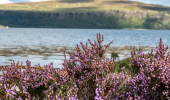 A patch of heather with an island behind