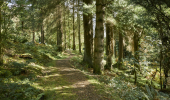 Dappled sunlight shines through trees on woodland trail, Kilmun Arboretum