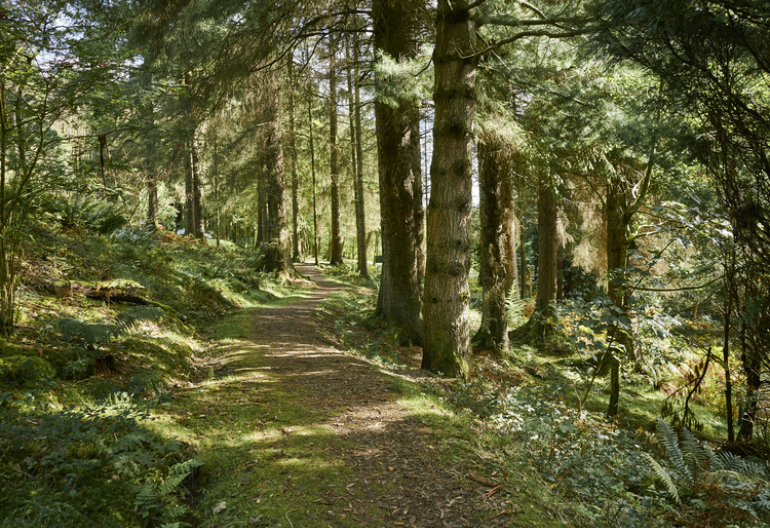 Dappled sunlight shines through trees on woodland trail, Kilmun Arboretum