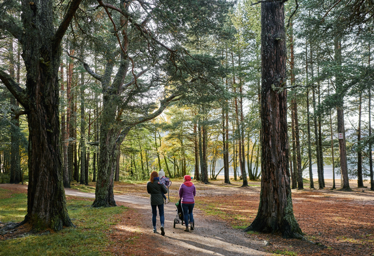 Two women with children and buggy on a forest path between large trees in autumn.