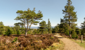 A scots pine on the top of a hill
