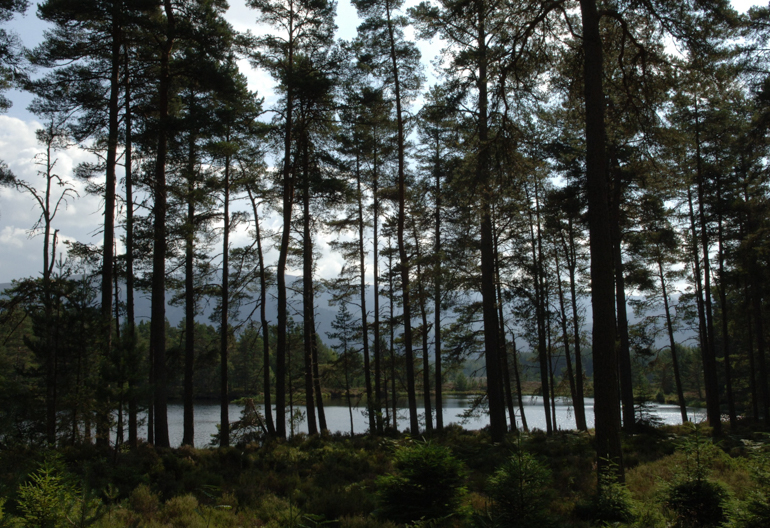 A dark pine forest around a calm loch with mountains in the distance