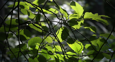 Close up view of green tree leaves
