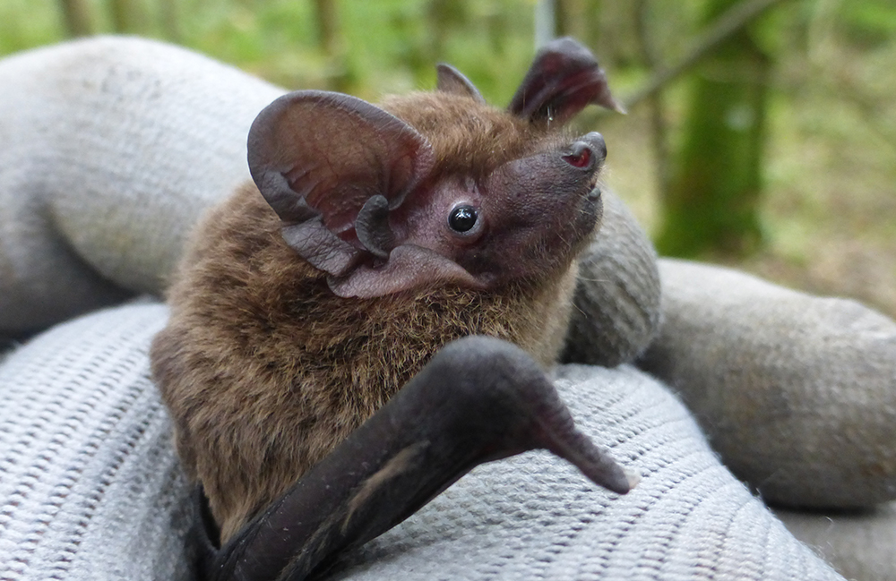 Male Liesler's bat