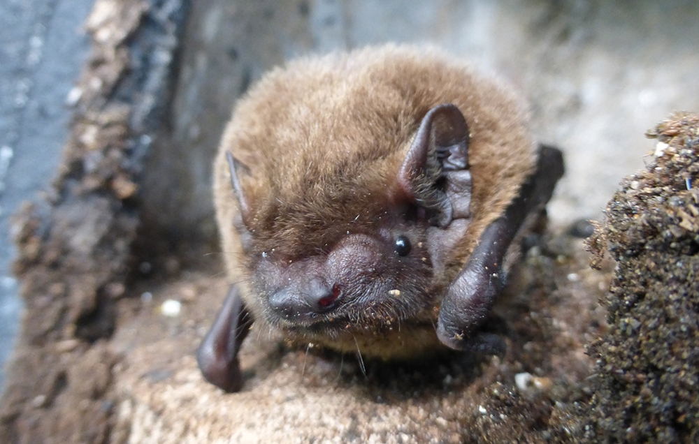 Male Leisler's bat