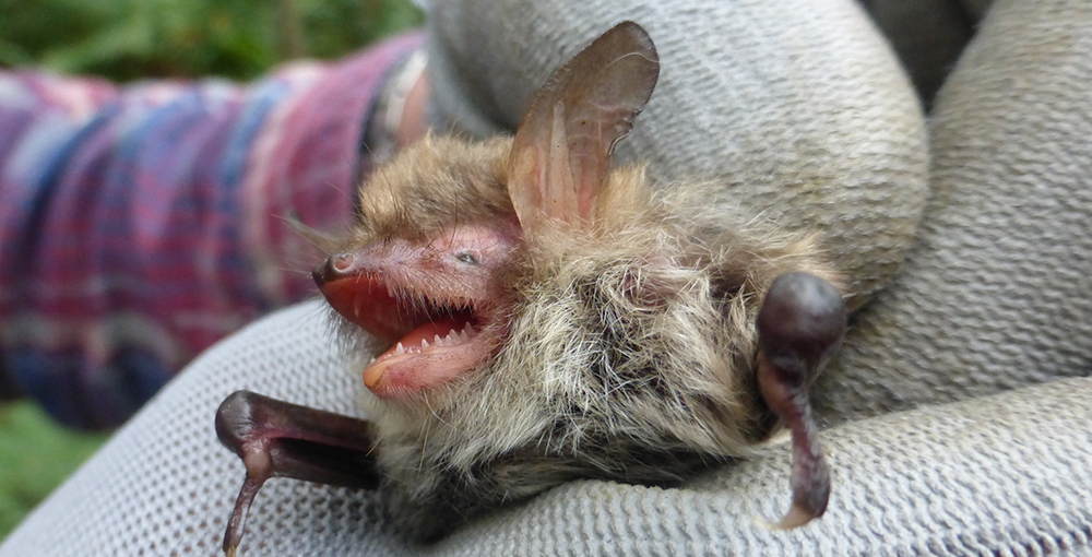 Female Natterer's bat