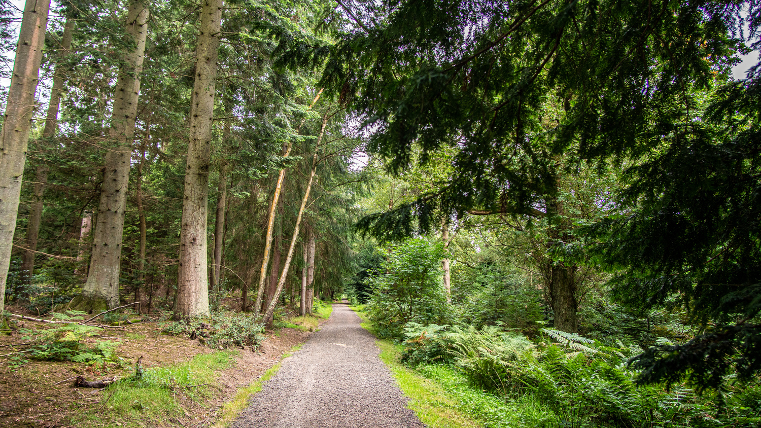 Path through Callendar Wood - Part of the John Muir Way