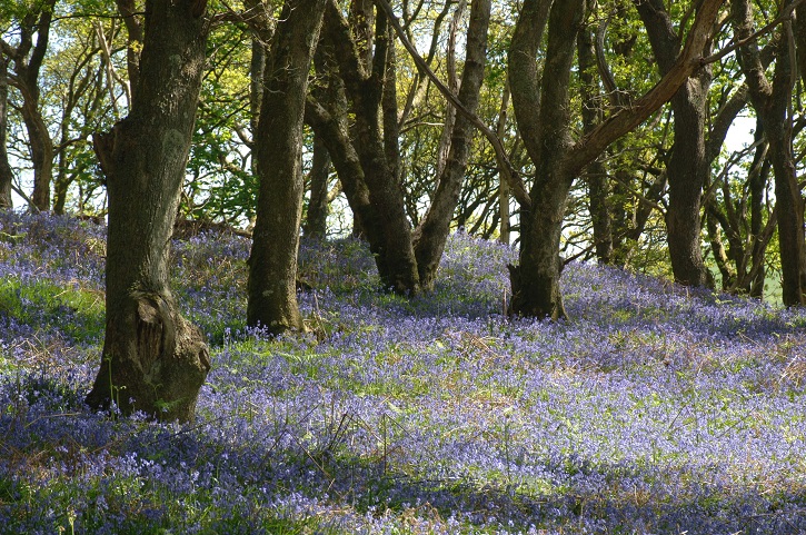 View of tree trunks in a wood with bluebells covering the ground between them
