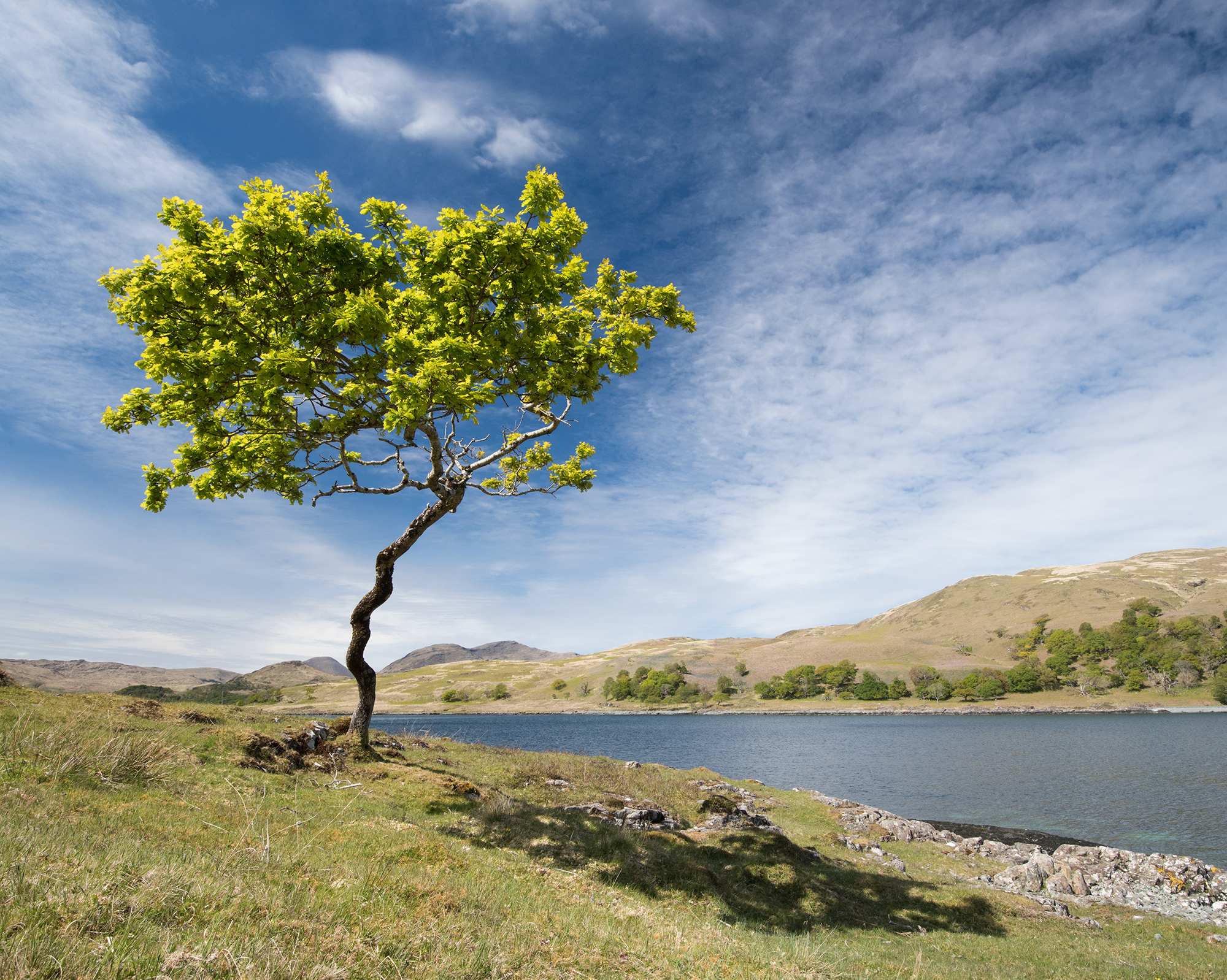 Solitary tree with green leaves on grassy bank next to body of water on sunny day