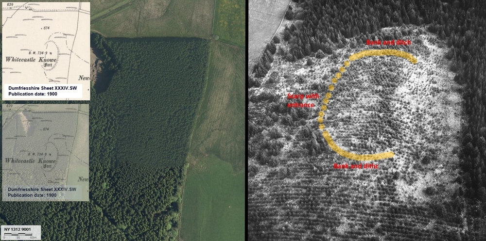 digital laser scans of a forest