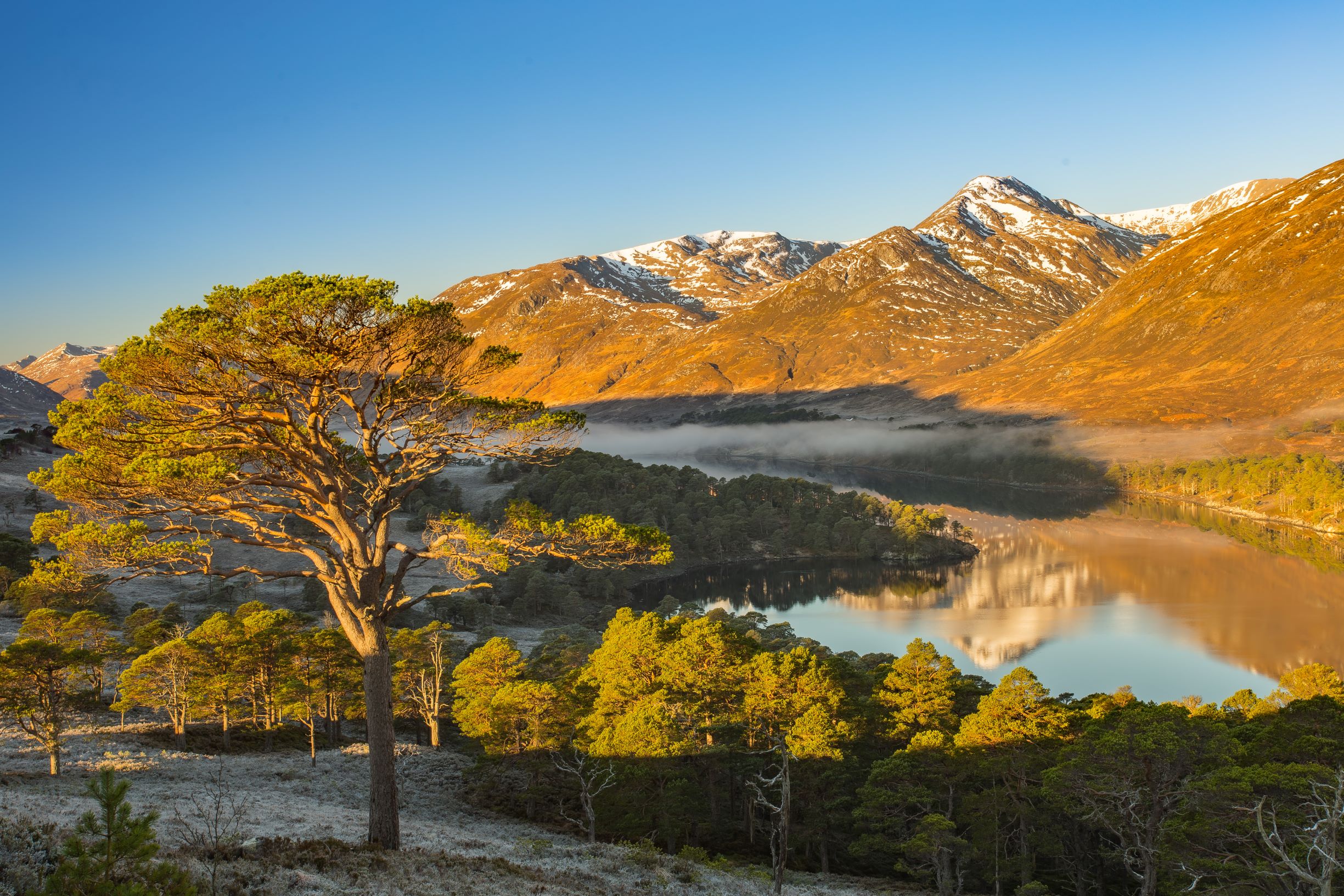 A single tree overlooking a misty glen surrounded by mountains at Glen Affric