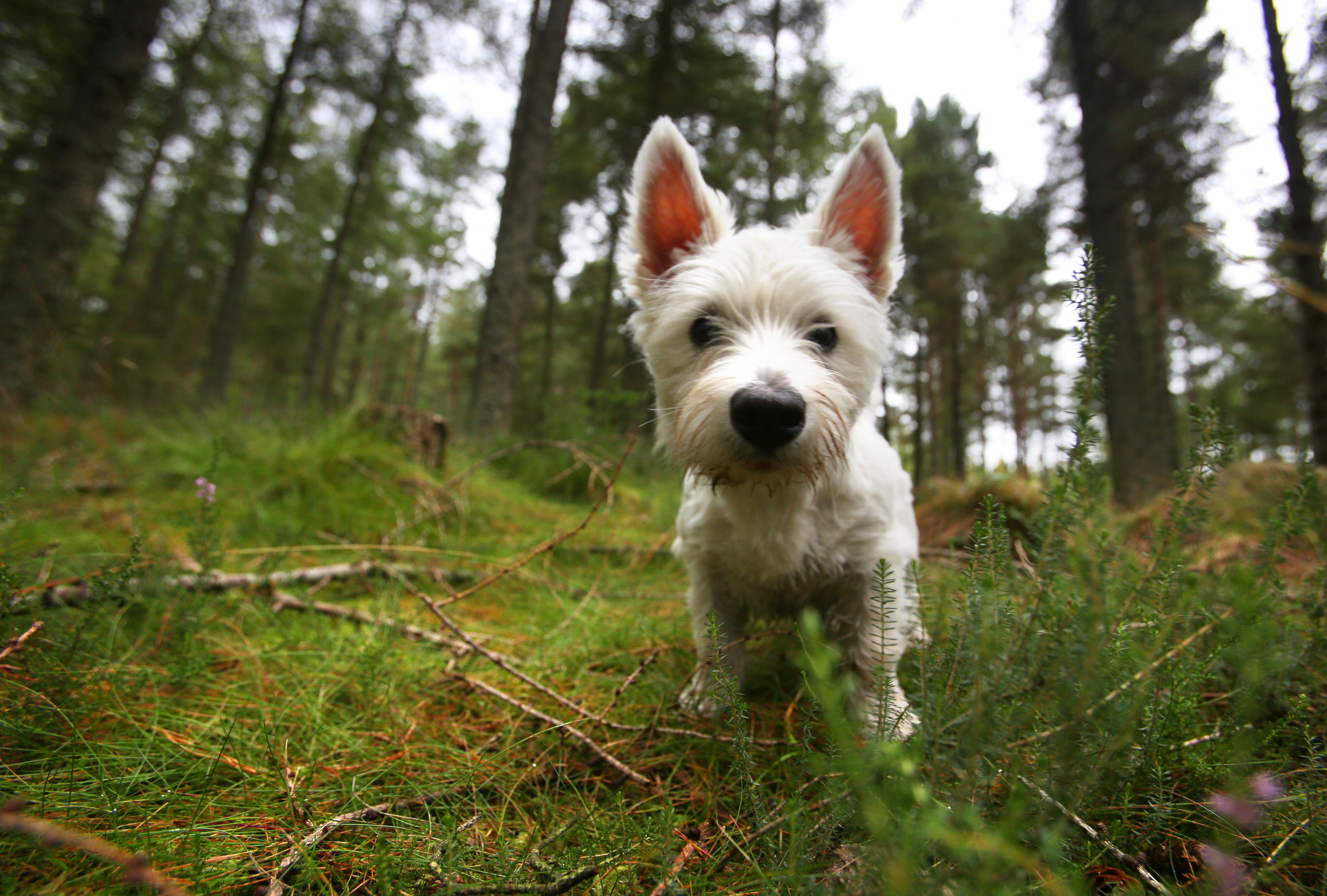 Small white dog in the forest