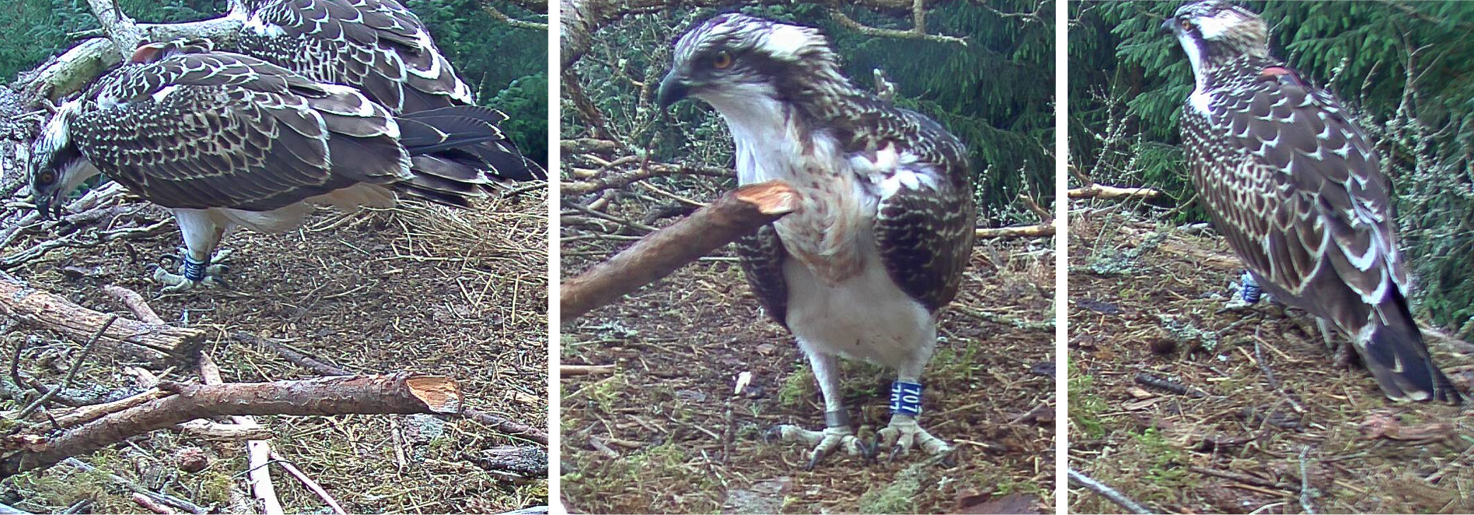 three individual osprey images in a line