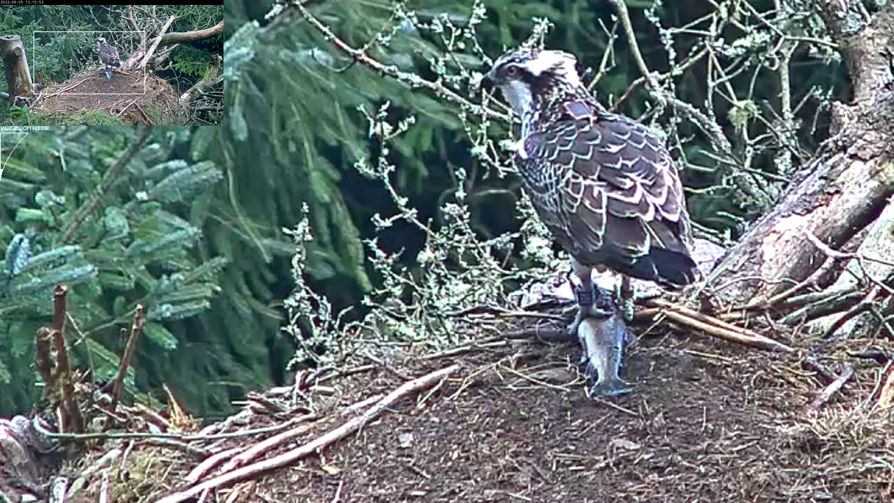 Osprey in nest with a fish