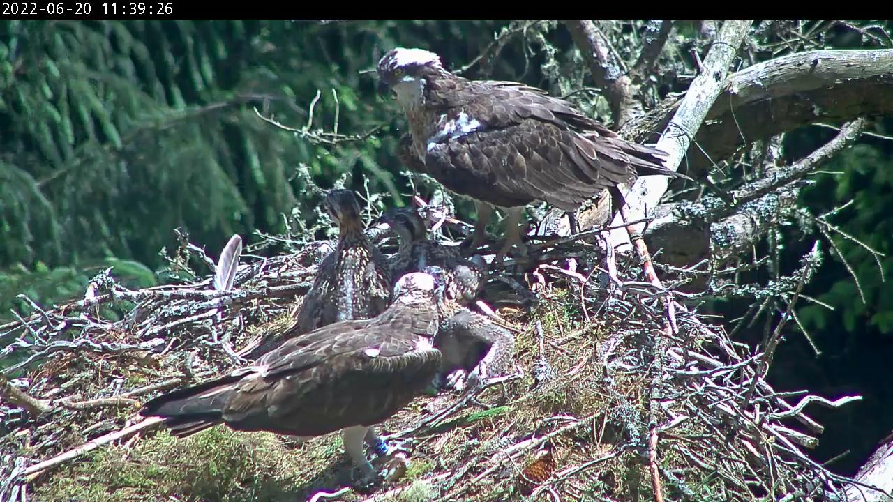 Ospreys feeding in a nest