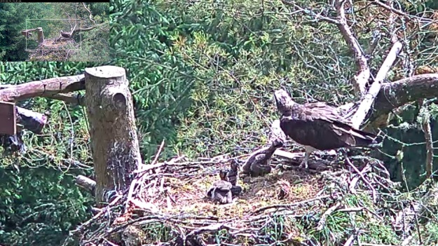 Adult osprey standing over their chicks