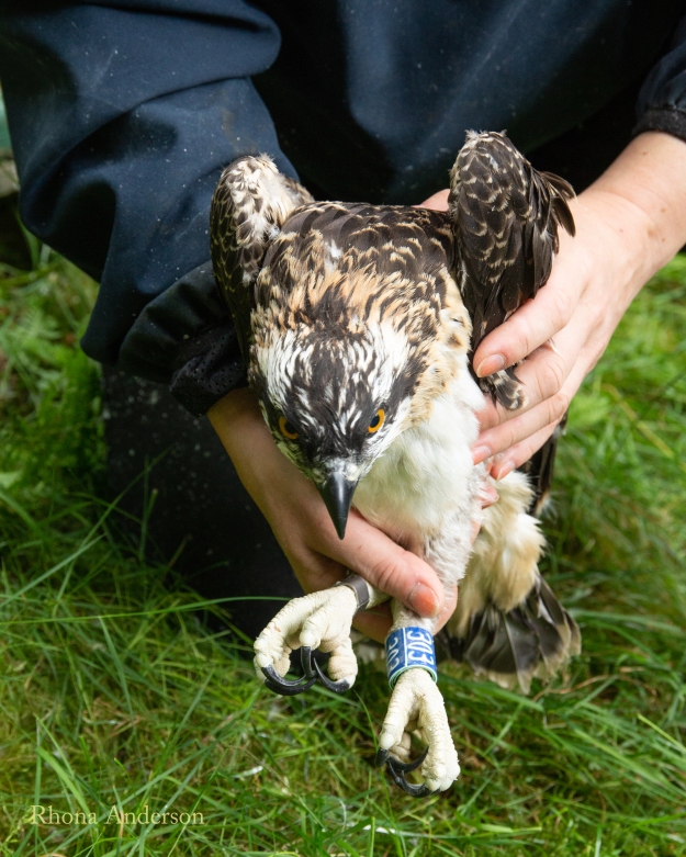 An osprey being held by a handler