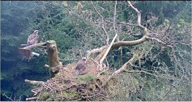 A male osprey standing next to a nest with a female osprey