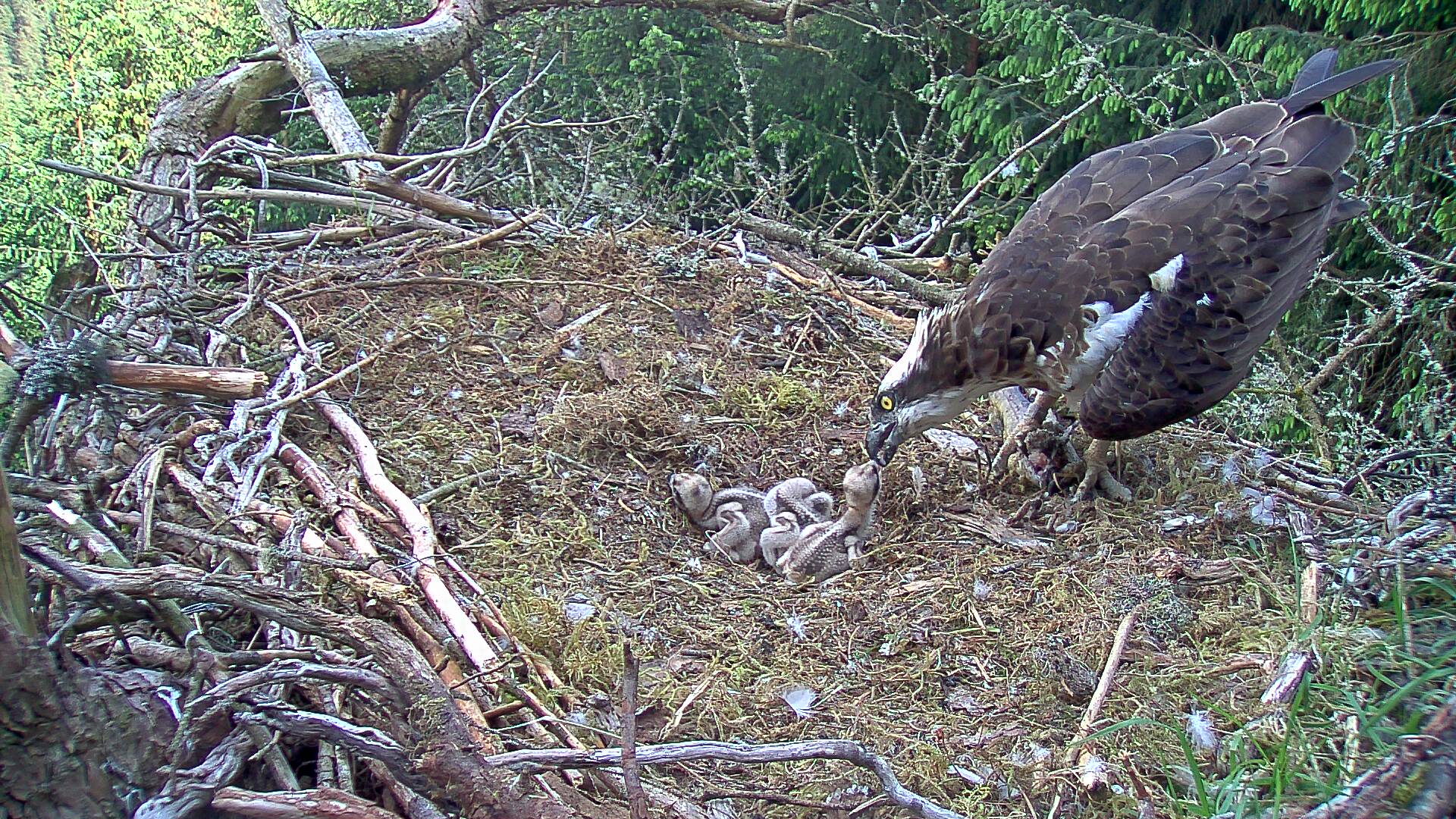 Female osprey feeding chicks in a nest