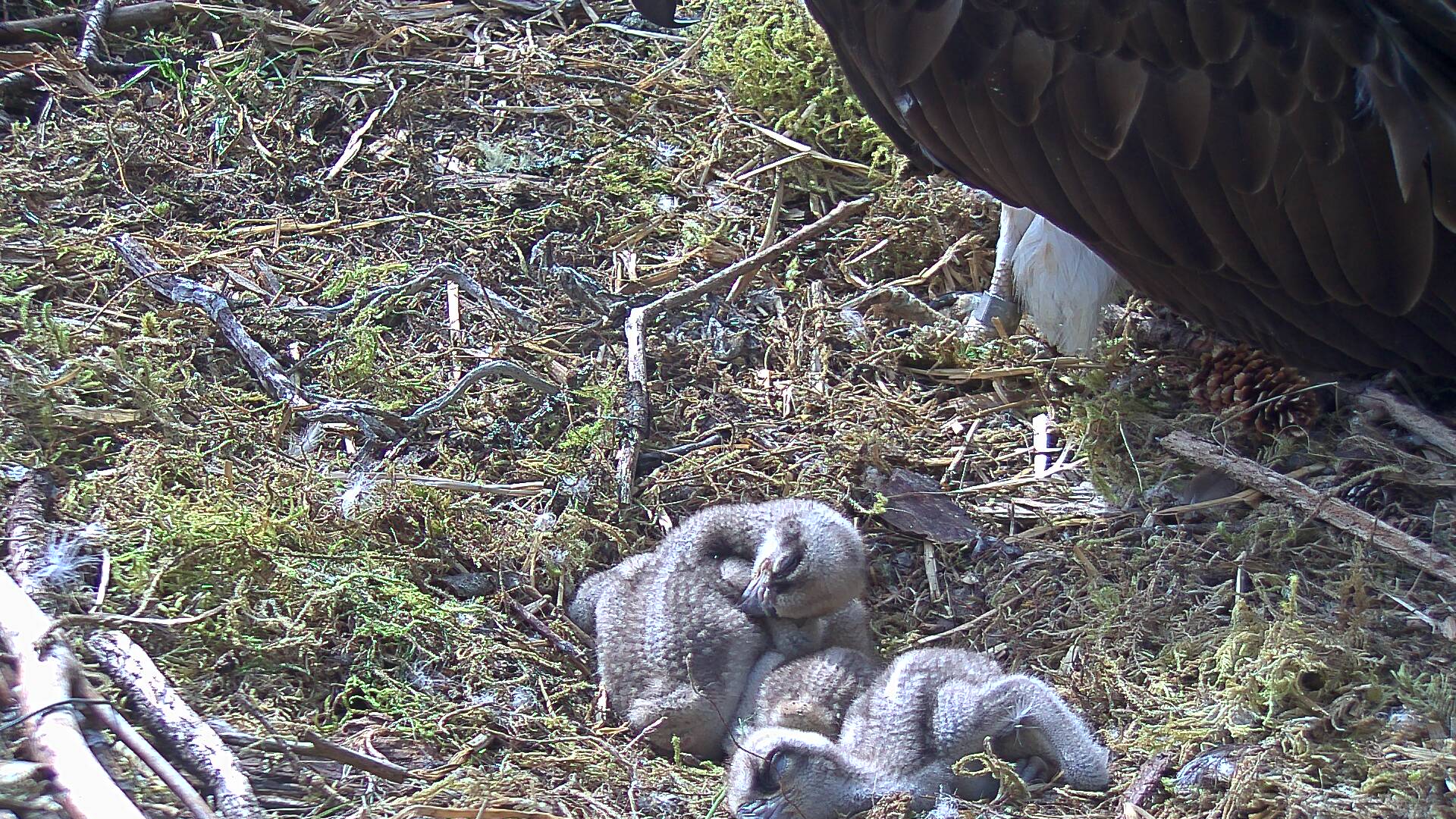 Osprey chicks sleeping in nest