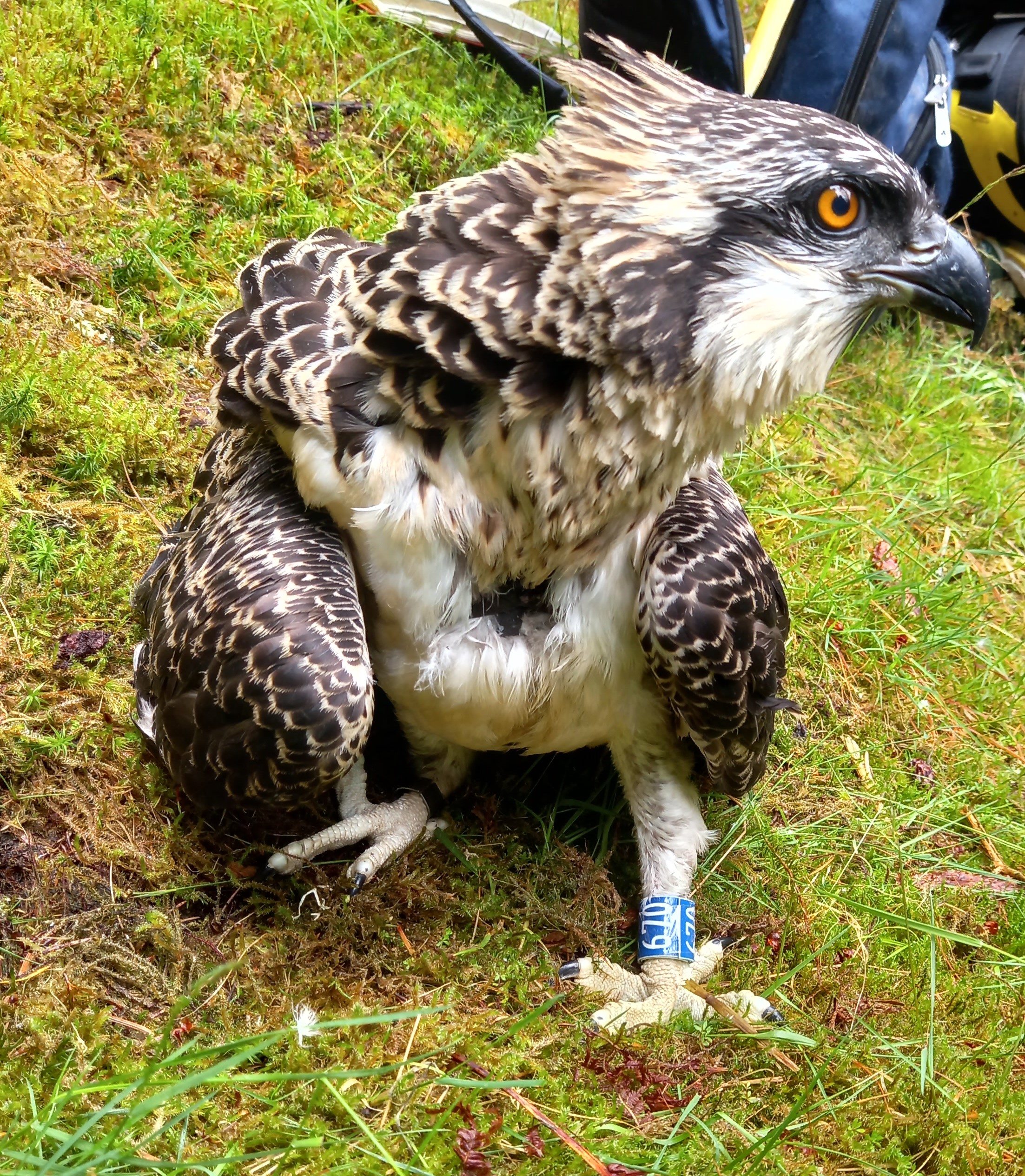 Osprey chick called Megget
