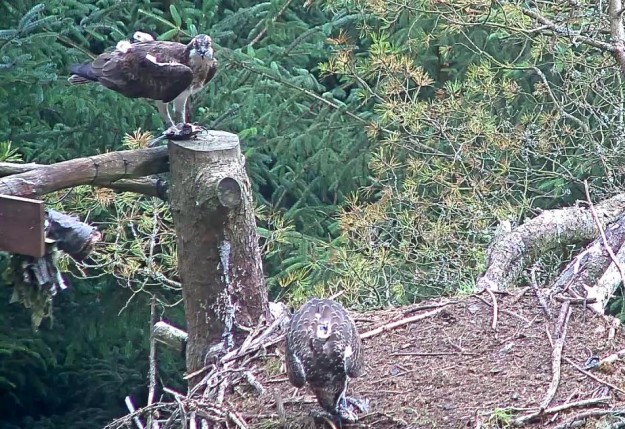 An osprey looks towards camera while another eats a fish