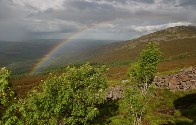 A forested hillside with a rainbow