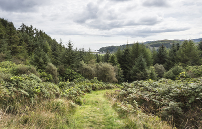 A forest road in a fern and pinewood with the coastline in the background