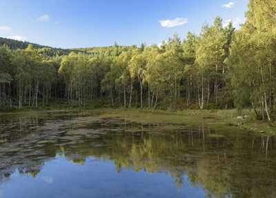 A pond surround by broadleaf trees