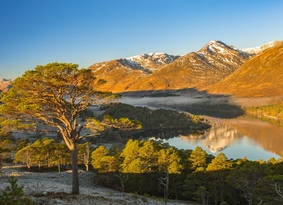 Scots pine, loch and mountains