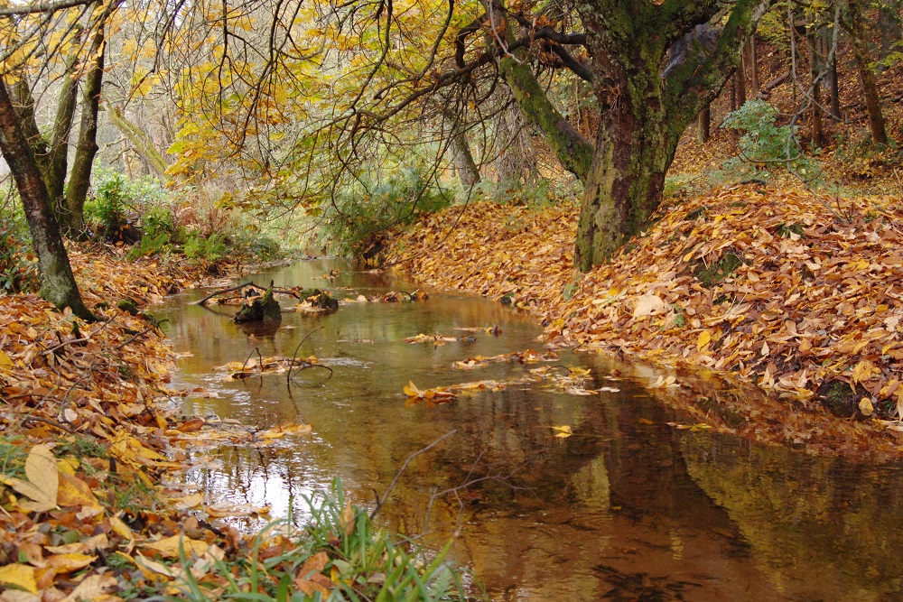 A forest stream surrounded with Autumnal fallen leaves