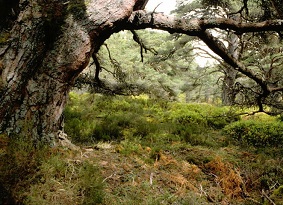 Pine tree and fern in Black Wood of Rannoch