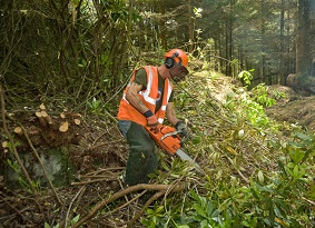 Man cutting a rhododendron bush with a chainsaw