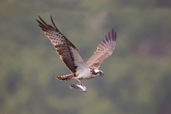 Osprey flying while carrying a fish