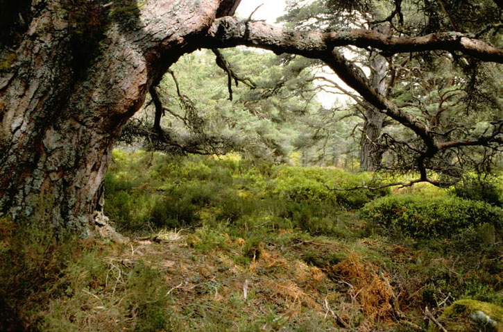 Pine tree and ferns in the Black Wood of Rannoch