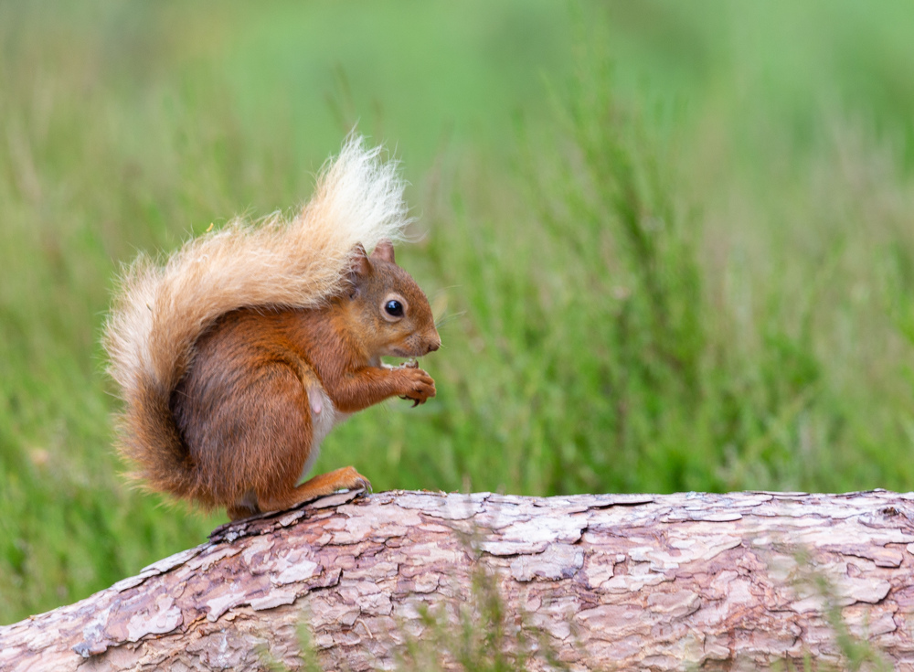 Close up of red squirrel standing on log side on with tail wrapped up over it's back, surrounded by grass