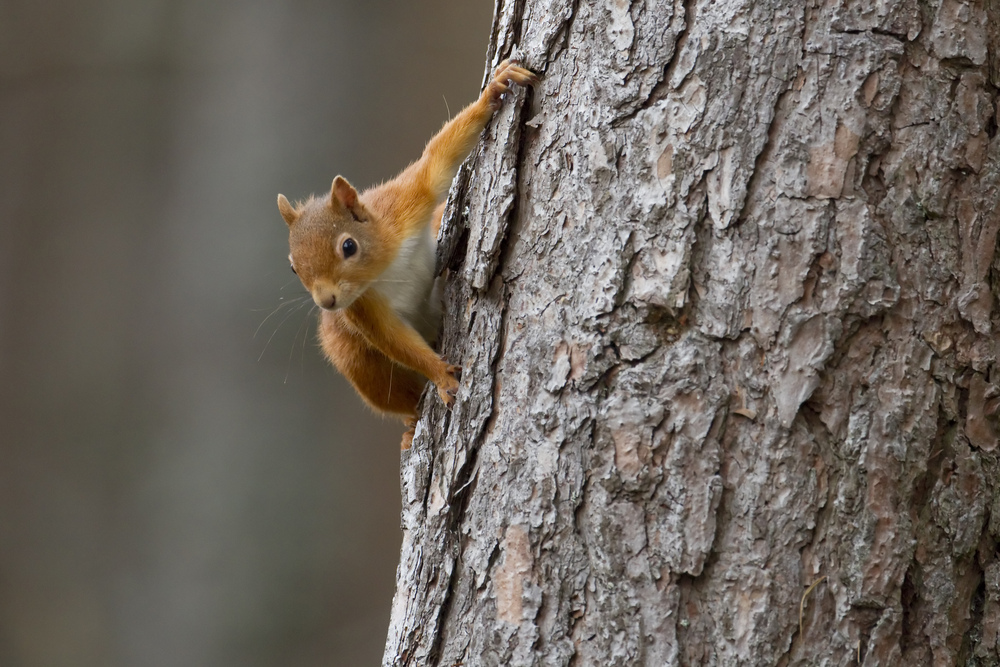 Red squirrel clinging to trunk of tree