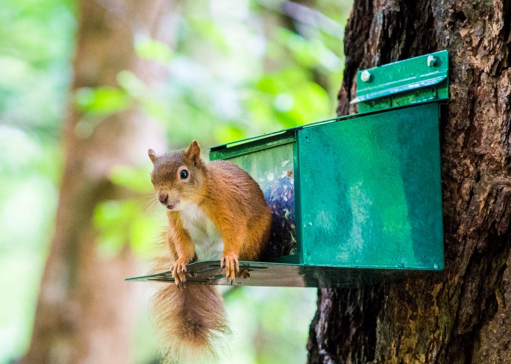 Red squirrel perched on feeder box attached to tree