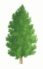 Lodgepole pine tree illustration